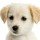 puppyface34 Avatar