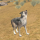 sillysparkie Avatar
