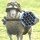 sheepmanonclubpenguin Avatar