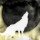 wolfclan Avatar