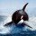 savethewhales Avatar