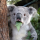 Fluffygood Avatar