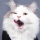 sillycatreal Avatar