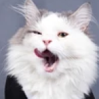 sillycatreal