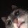 mowmowbit Avatar